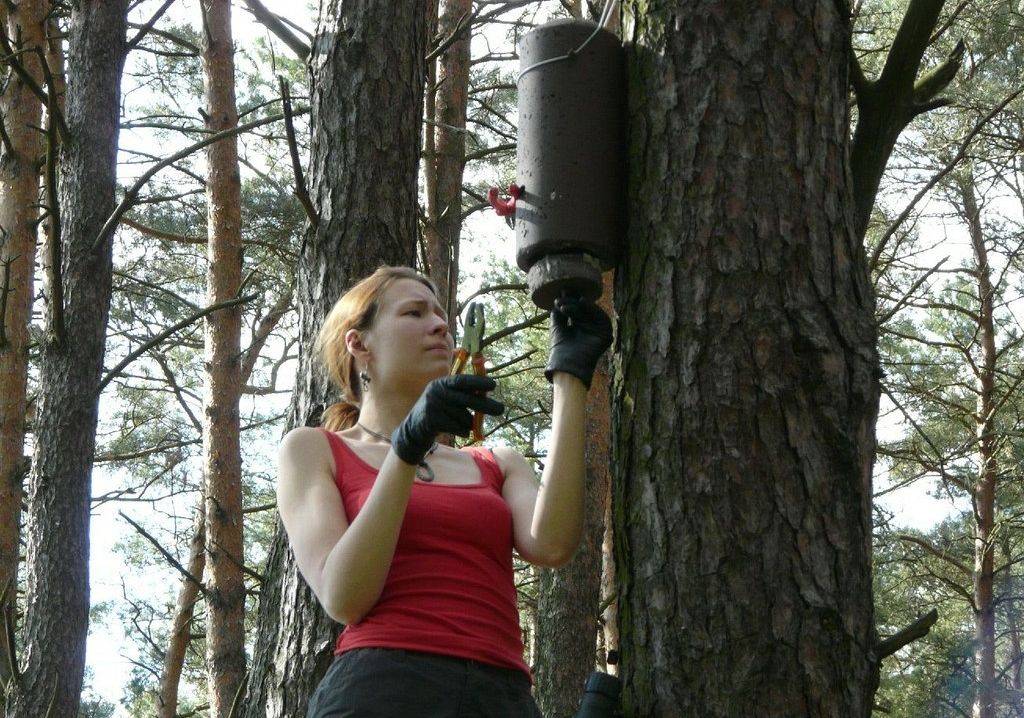 Grafika Nowy gatunek nietoperza w KPK