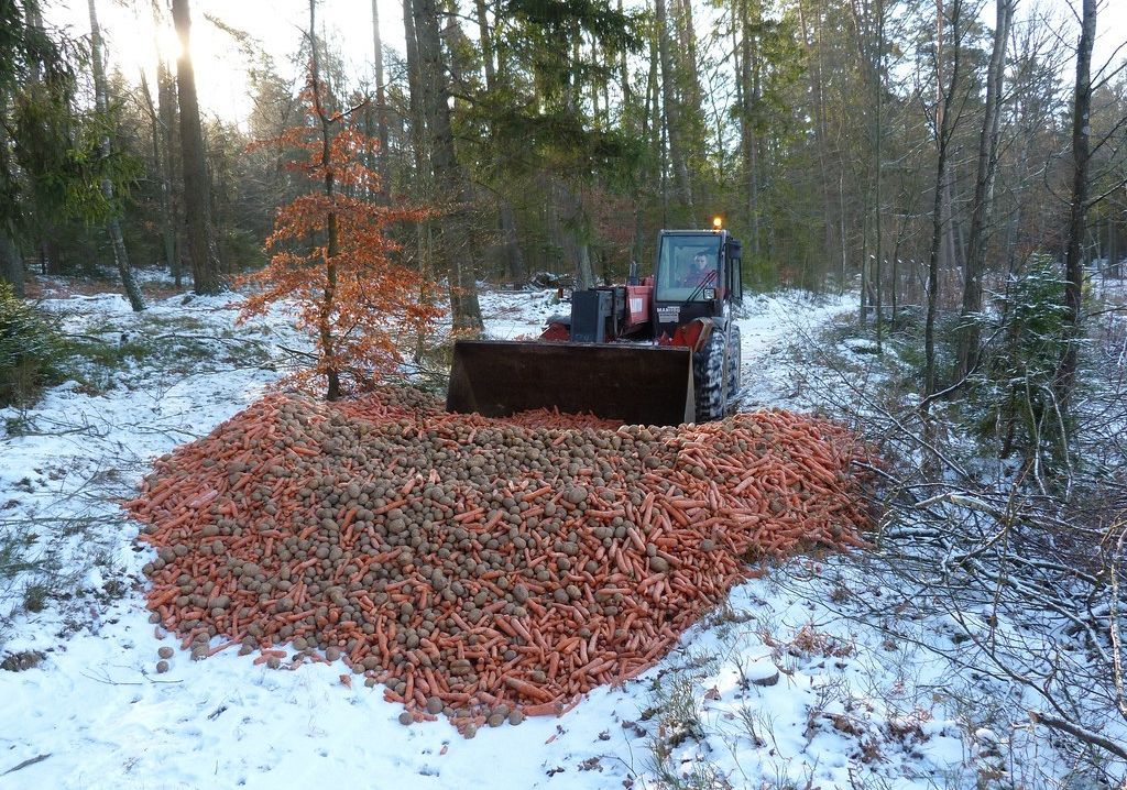 Grafika Pomagamy zwierzętom leśnym