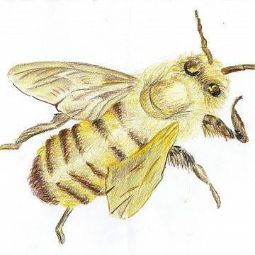 Wielki Dzień Pszczół w KPK za nami… grafika