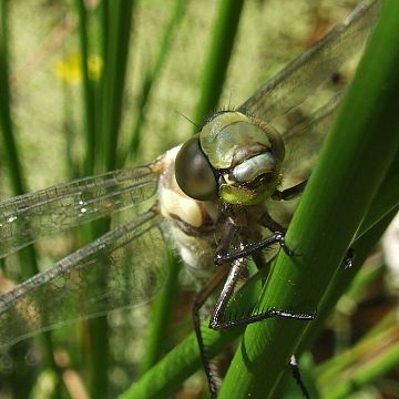 Grafika Warsztaty entomologiczne w Kaszubskim Parku Krajobrazowym