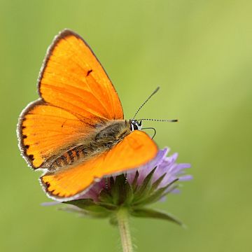 Grafika Warsztaty entomologiczne dla samorządowców oraz nauczycieli w Kaszubskim Parku Krajobrazowym