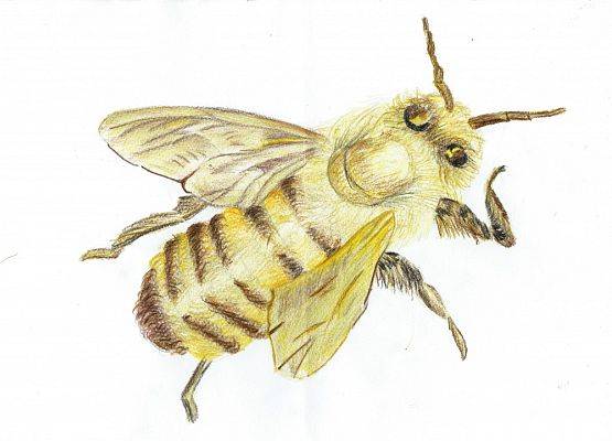 rysunek pszczoły autorstwa Wiktora Drywa