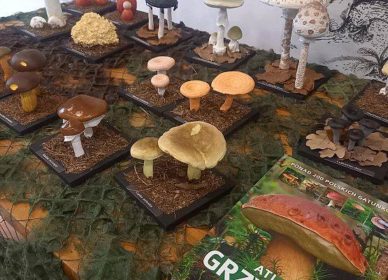 Modele grzybów zakupione z projektu „Edukacja dla przyrody” fot. Monika Rekowska grafika