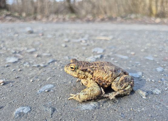 Ropucha szara (Bufo bufo)