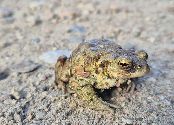 Ropucha szara (Bufo bufo)