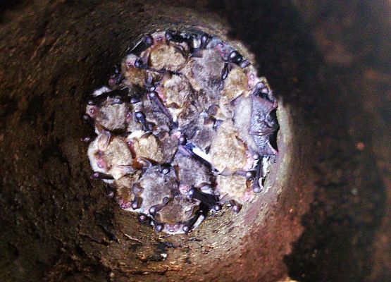 Kolonia nocka Natterera (Myotis nattererii) Grafika Inwentaryzacja skrzynek dla nietoperzy w Kaszubskim Parku Krajobrazowym
