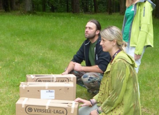 Grafika Puszczyki po rehabilitacji wypuszone na wolność