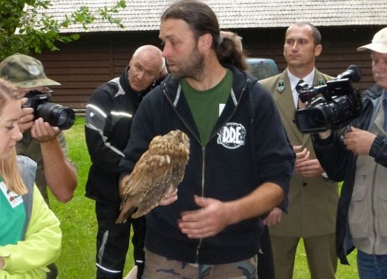 Grafika Puszczyki po rehabilitacji wypuszone na wolność