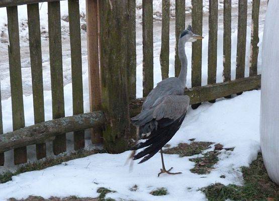 Grafika 6: Zimowe intrwencje w sprawie ptaków