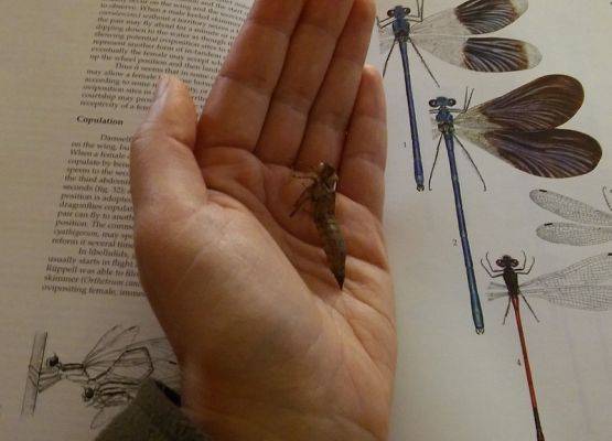 Grafika 4: Warsztaty entomologiczne w Kaszubskim Parku Krajobrazowym