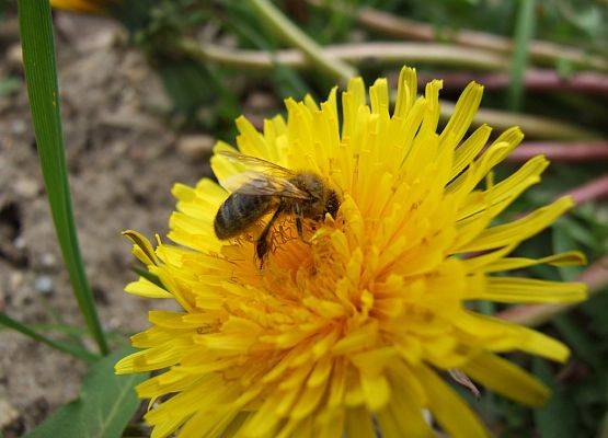 Grafika 9: Wielki Dzień Pszczół w Kaszubskim Parku Krajobrazowym