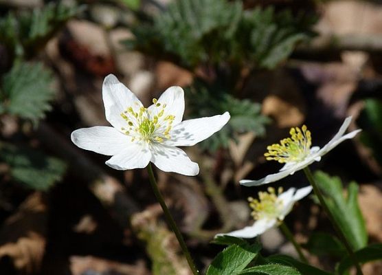 Grafika Flora