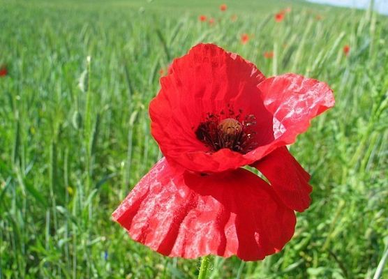 Grafika Flora