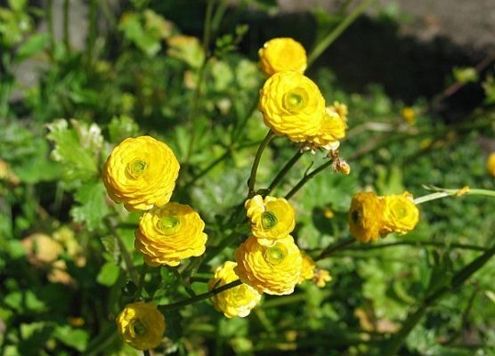 Grafika Flora
