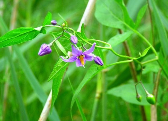 Grafika Flora