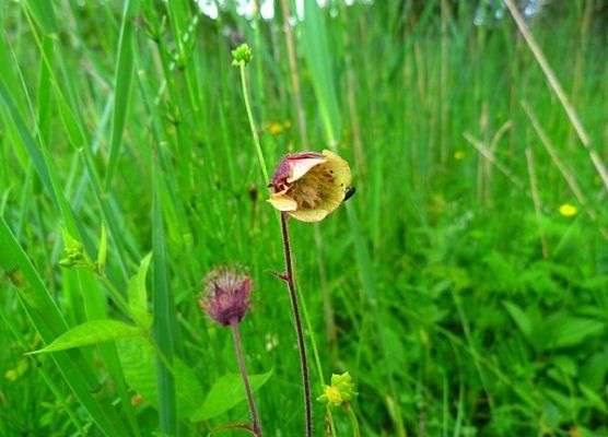 Grafika Flora