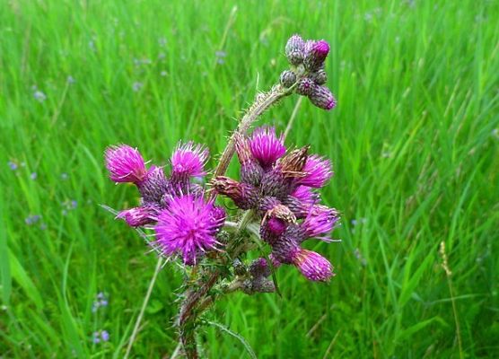 Grafika Flora
