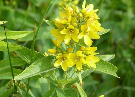 Grafika Flora