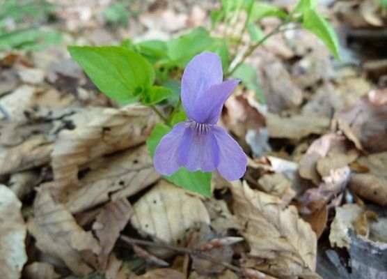 Grafika Flora
