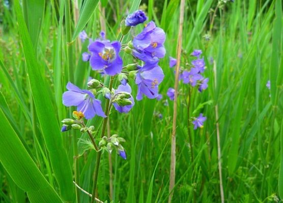 Grafika Flora