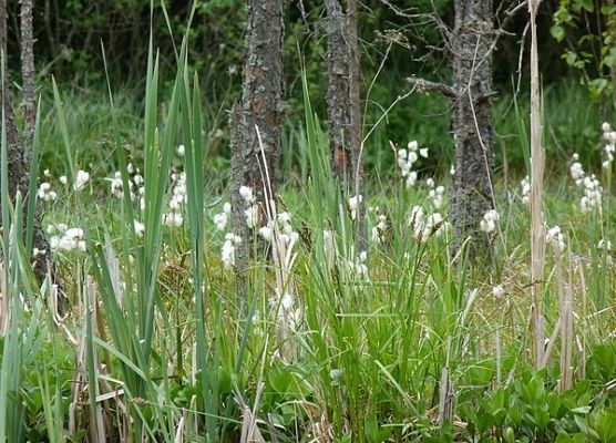 Grafika Flora