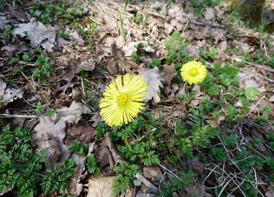 Grafika Flora