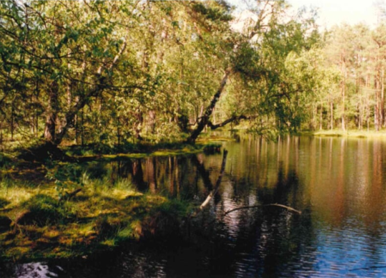 Grafika Kurze Grzędy