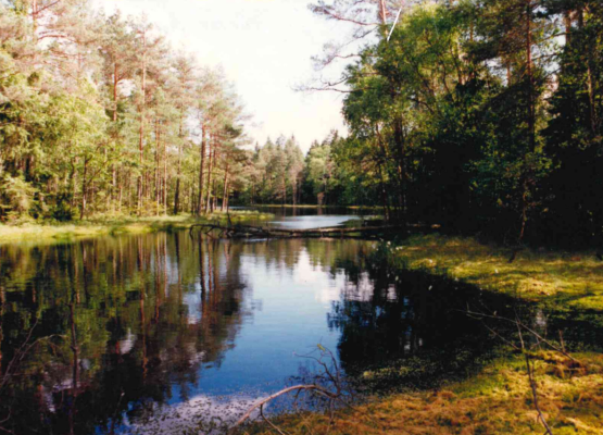 Grafika Kurze Grzędy