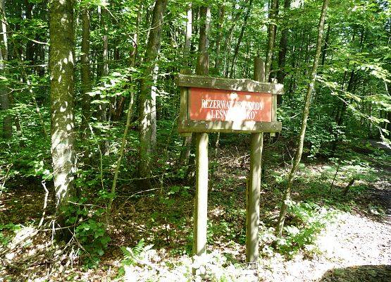 Leśne Oczko Grafika Leśne Oczko