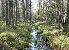 Staniszewskie Błoto Grafika Staniszewskie Błoto