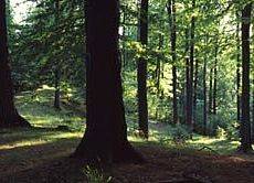 Zamkowa Góra Grafika Zamkowa Góra