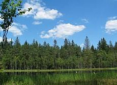 Grafika Żurawie Chrusty