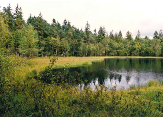 Grafika Żurawie Chrusty