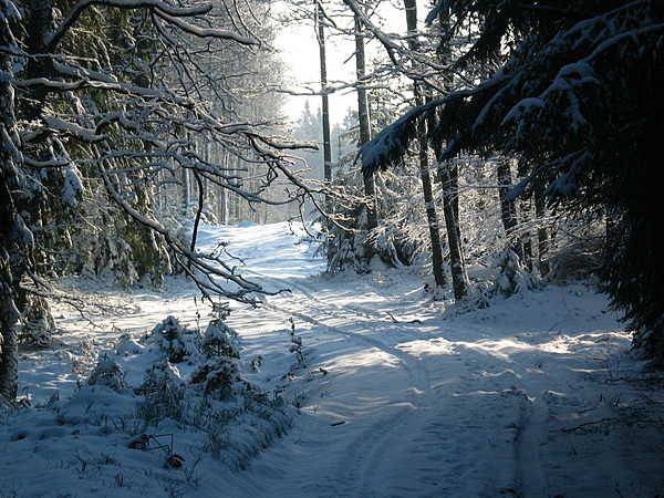 Zapraszamy na ferie zimowe z Kaszubskim Parkiem Krajobrazowym grafika