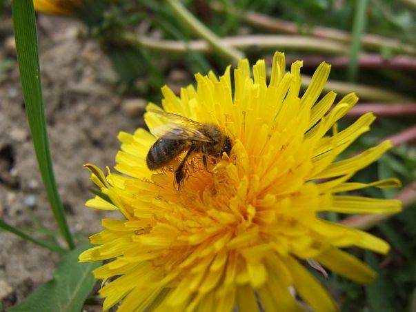 Wielki Dzień Pszczół w Kaszubskim Parku Krajobrazowym grafika
