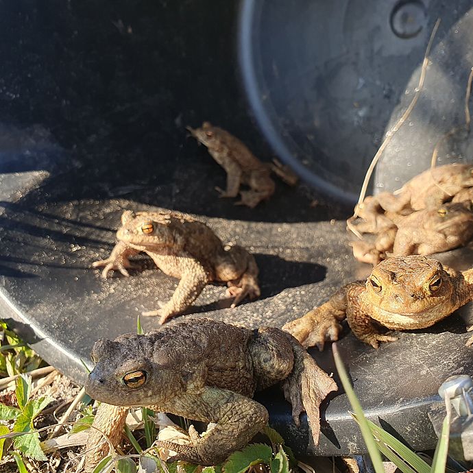 Grafika Ochrona płazów