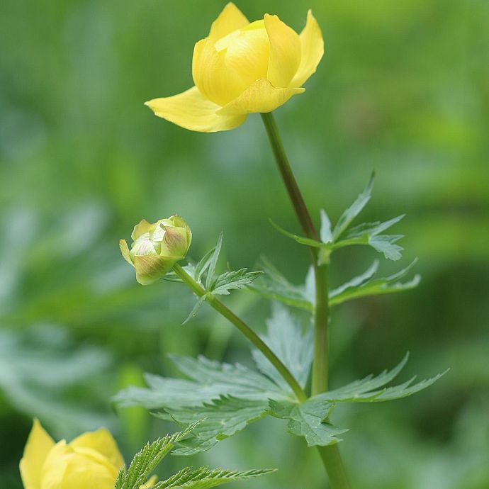 Grafika Pełnik europejski