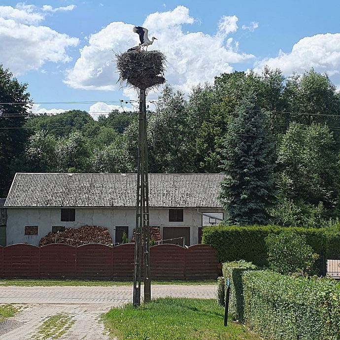 Grafika Bocian biały