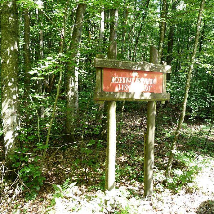 Grafika Leśne Oczko