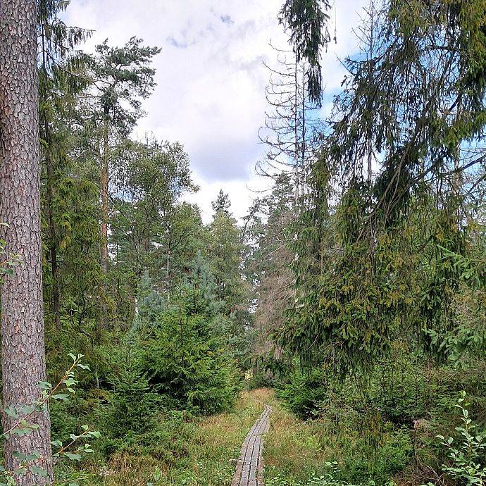 Grafika Staniszewskie Błoto