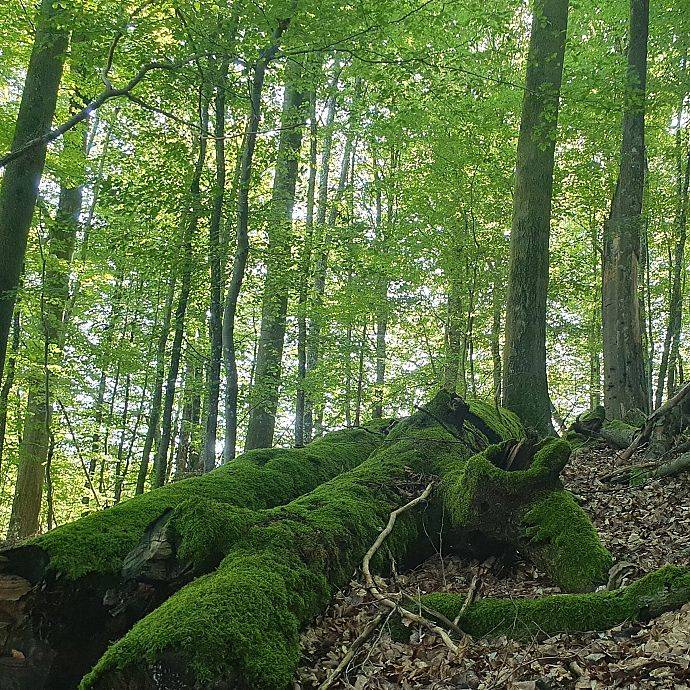 Grafika Zamkowa Góra