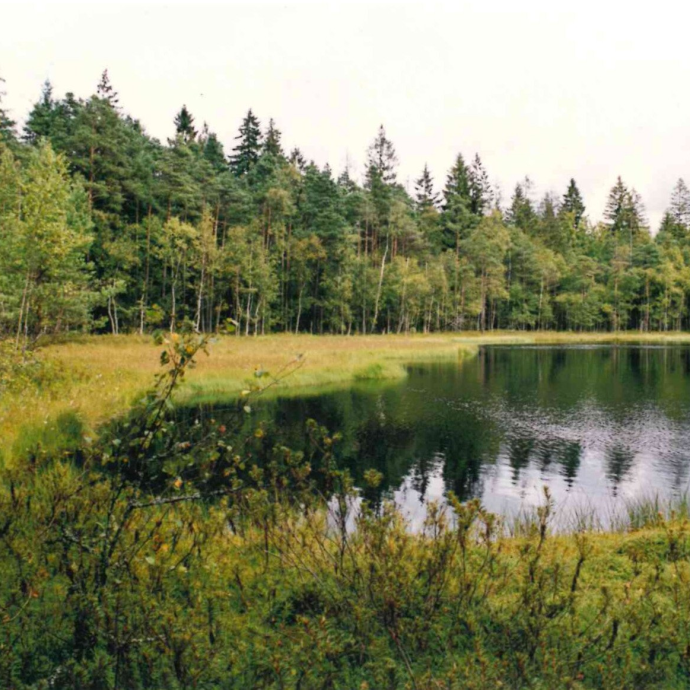 Grafika Żurawie Chrusty